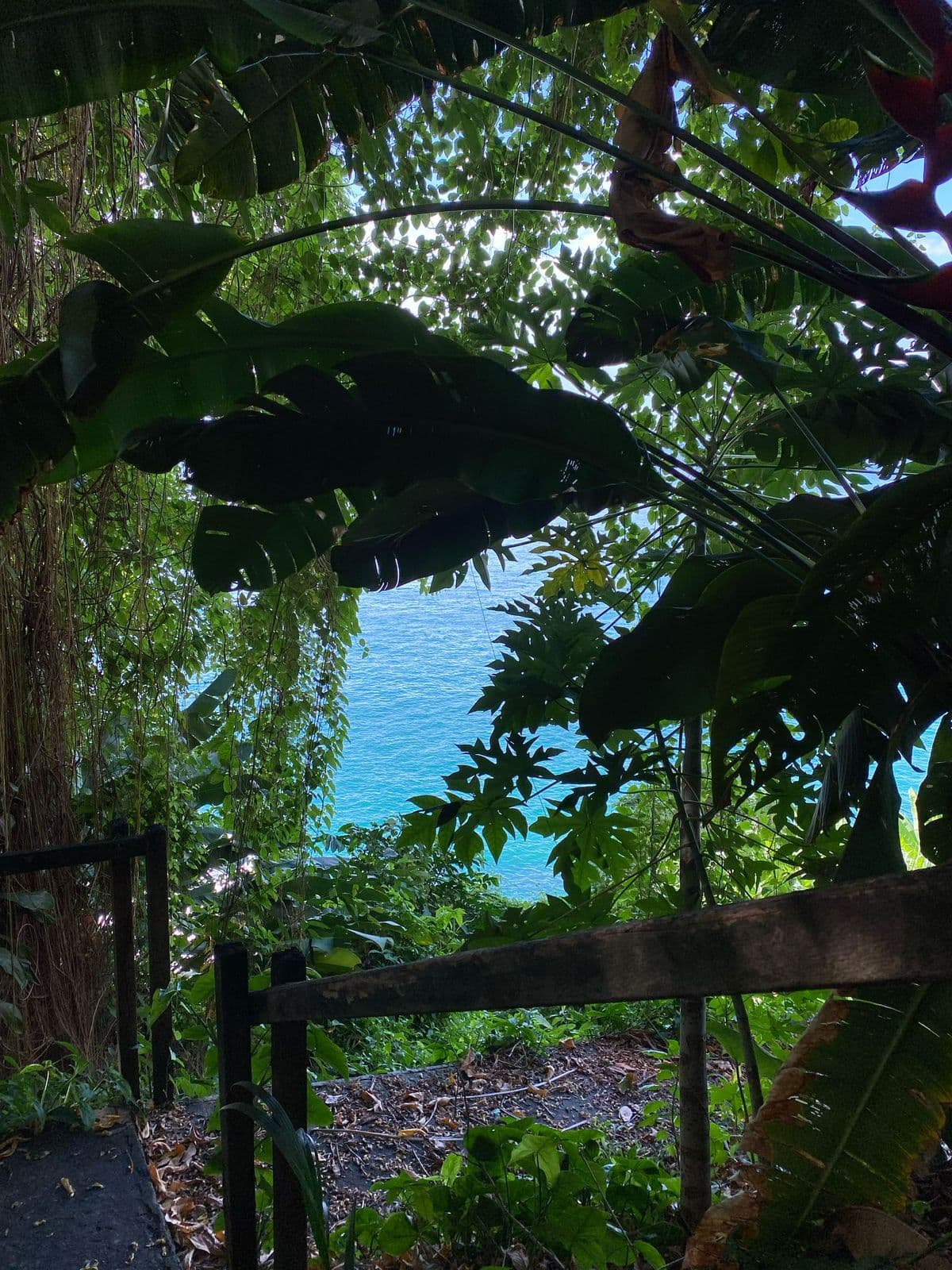 O mar visto por entre a vegetação